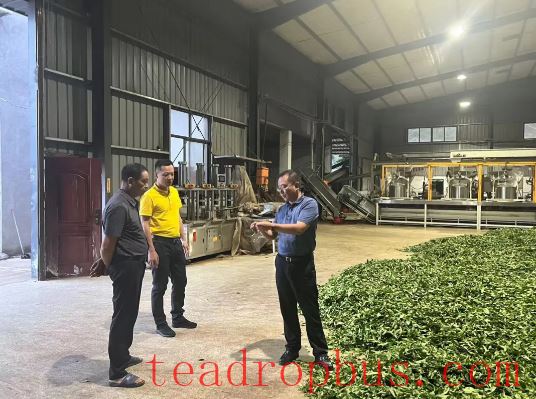 Ningde Rural Commercial Bank: Lending a Hand to the Tea Industry to Cultivate Small Green Leaves into a Major Business-2