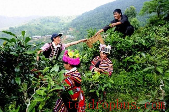 The National Times Focuses on Menghai: Crafting the Tea Narrative Together for Shared Happiness-1