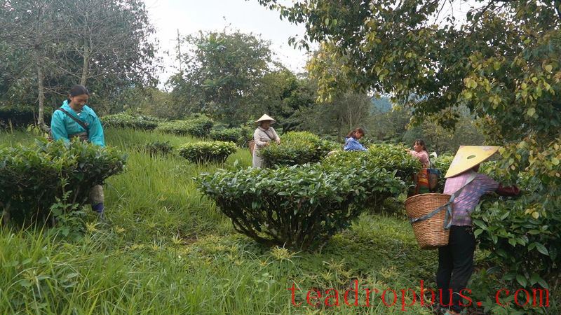Jingdong County Plays the 'Eco-Card' in Tea Industry to Pave a Path for Farmers' Income Growth and Prosperity-14