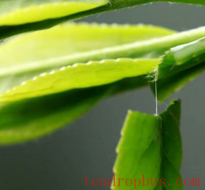 How to Protect Tea Plants from Cold and Freezing Conditions? Tips from the Silk Cotton Tea Industry Alliance-1