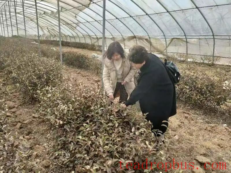 Spring 2025 Jiaozhou City Tea Garden Management Technical Guidelines-1