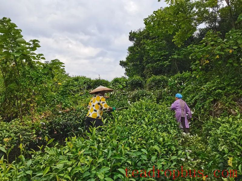 Pucaultang Village, Shiqian: Strengthen Tea Garden Management to Boost Income for the People-1