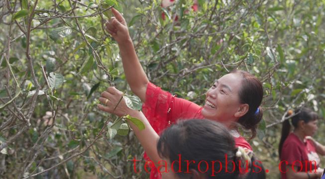 Mengpeng Town, Yanzihead Village: People Work Diligently to Make the Most of the Spring Light—It's the Right Time for Spring Tea Harvest-3