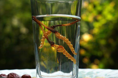 Cordyceps Tea: How Many Stems to Use? A Detailed Guide on Brewing Cordyceps Tea-3