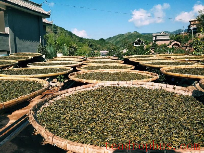 National Intangible Cultural Heritage Representative Project: Pu'er Tea Making Skills, Dayi Tea Making Skills-7