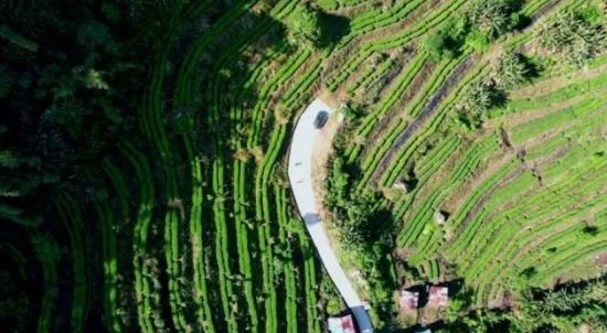 Kabu Village, Motuo County, Tibet: The Tea Forest Stands Verdant and Aromas Fill the Air-1