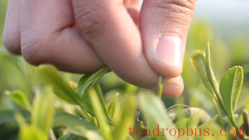 National Intangible Cultural Heritage Representative Project: Green Tea Production Skills (Yuhua Tea Production Skills)-3
