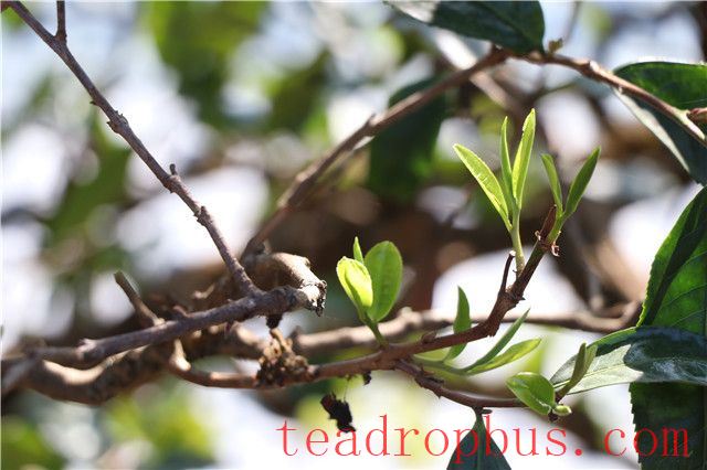 Brewing Methods for Pu'er Spring Tea and Precautions for Brewing Spring Tea-1