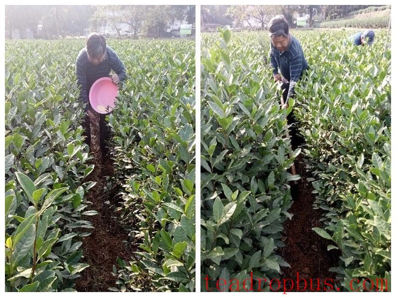 Scientific Fertilization Recommendations for Tea Trees in Autumn and Winter-2