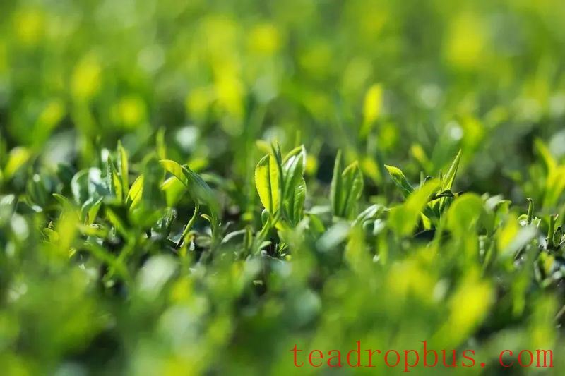 Ancient Perceptions of Fujian Tea: Frugality, Beauty, Harmony, and Reverence – Refreshing Joys of the Human Realm-15
