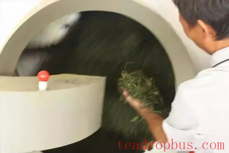 Unveiling the Initial Processing Techniques of Anxi Tieguanyin-6