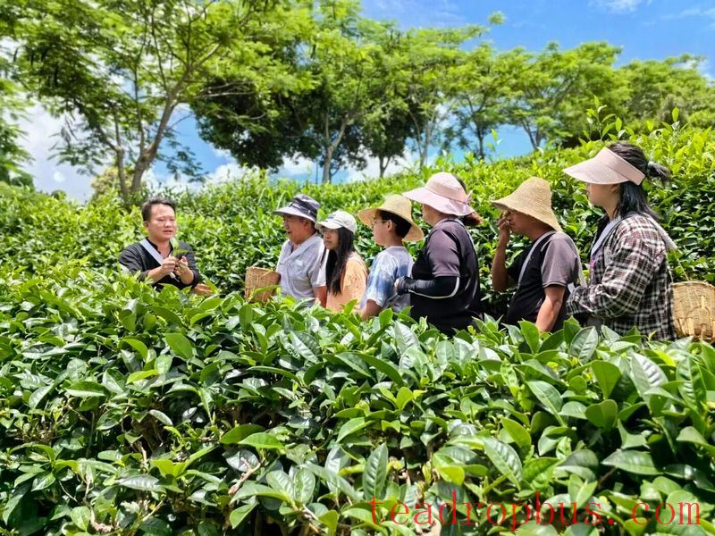 Puer Simao: A Single Leaf Thrives an Industry, Tea Fragrance Enriches the Mountains and Villages-1