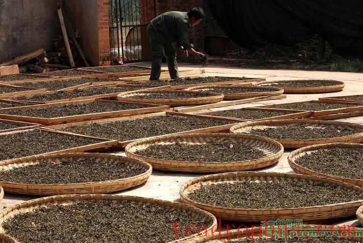 Puer Tea (Tribute Tea) Manufacturing Skills-3
