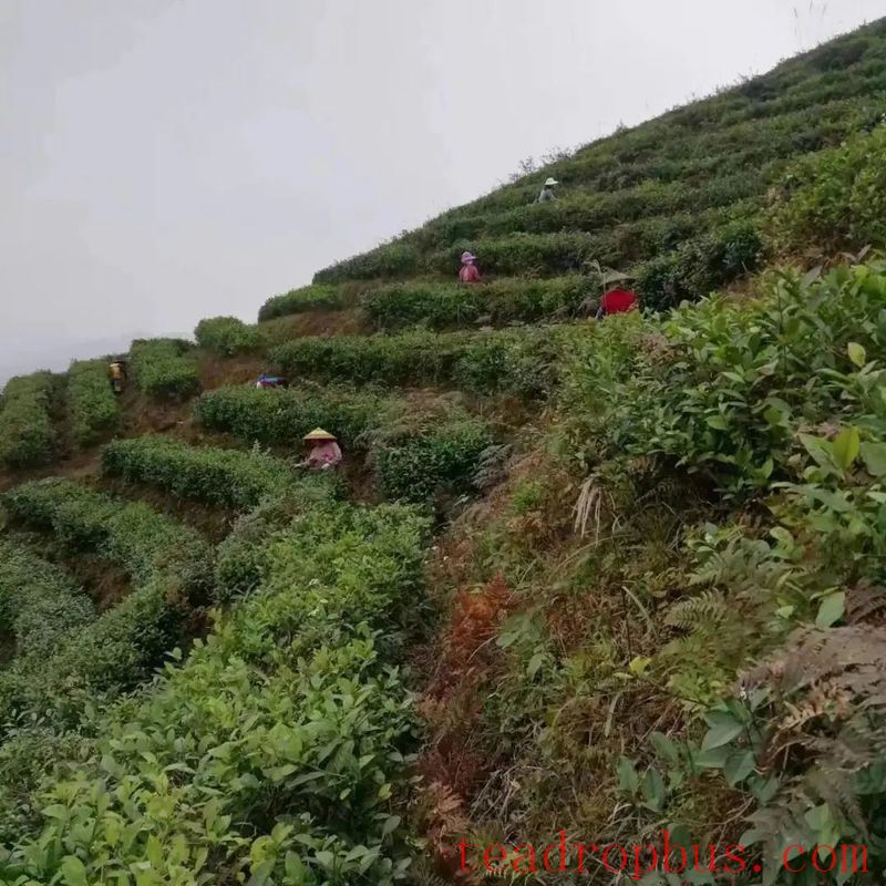 Winter Management Highlights: Tea Gardens Engaged in Autumn-Winter Management Training-15