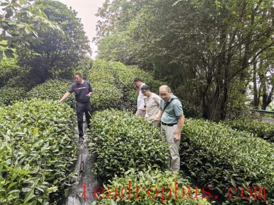 Zhuxi County: Deep Integration of Industry, Academia, and Research to Promote Innovative Development in the Tea Industry-1