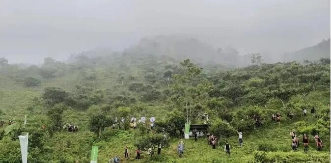 Malipo Ancient Tea Garden Selected for the Book 