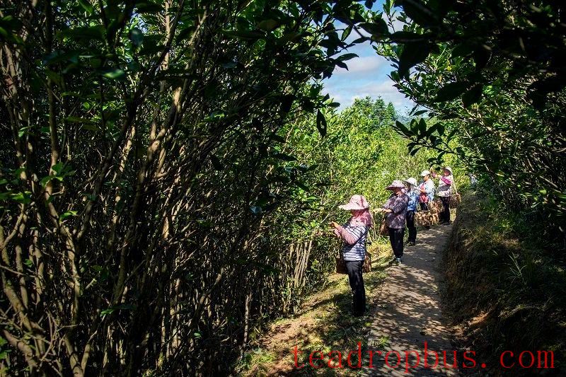 Gem of the High Mountains, A Jewel Among Teas-7