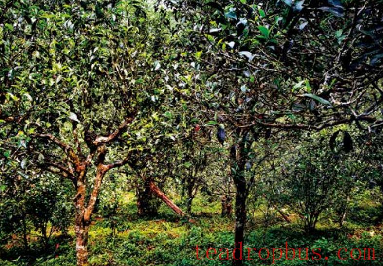 Puer Tea Famous Mountain: Yibang Tea Mountain-1