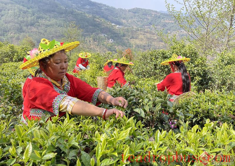Yunnan Fengqing: There's an Ancient Tea Called 