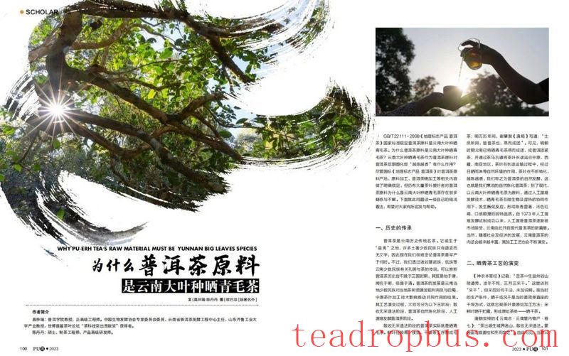 Among Thousand Mountains, Why Jingmai Mountain?-9