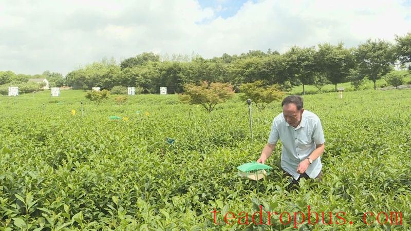 Yizheng City Tea Company Receives Carbon Footprint Label Certification, Providing a Model for the Green Transformation of the Entire Tea Industry Chain-2
