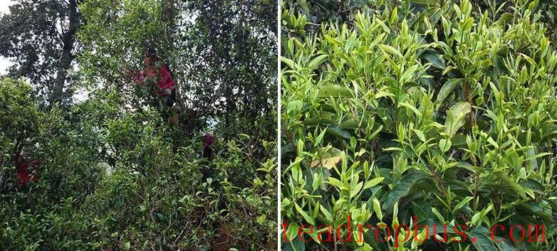 Talking About Xiaohusai, Known as a Rival to Bingdao, and the Contribution of the Lahu People to the Tea Mountain Ecosystem-2