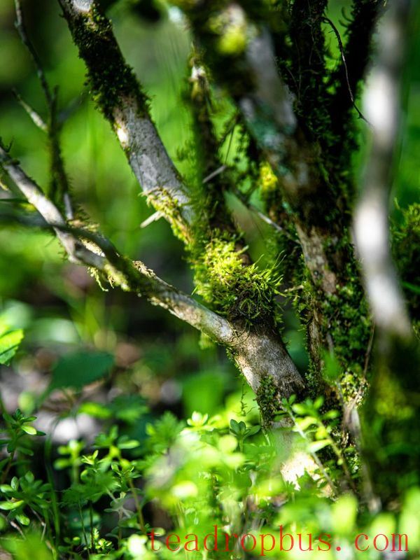 Planting Spring, Enjoying the Aroma of Tea-1