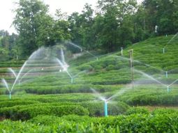 What are the impacts of meteorological disasters on the development of tea plants? With countermeasures included.-6