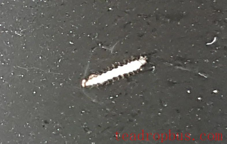 The Parasite in Ancient Tea Trees — The Wireworm-3