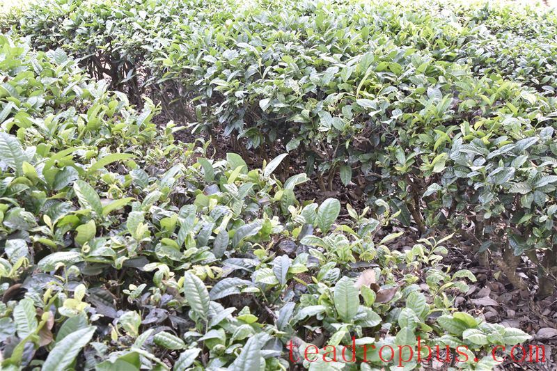 Chongqing Tea Production Guidance on Countermeasures against High Temperature Heat Stress and Drought Disaster Mitigation-1