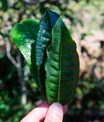 2008-2014: National Standards Established, Mountain Heads Emerge, Rediscovery of the Large-Leaf Variety (Part I)-8