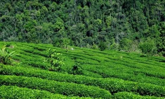 Kabu Village, Motuo County, Tibet: The Tea Forest Stands Verdant and Aromas Fill the Air-5
