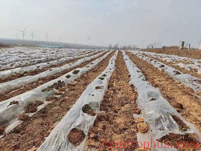 Spring 2025 Jiaozhou City Tea Garden Management Technical Guidelines-5