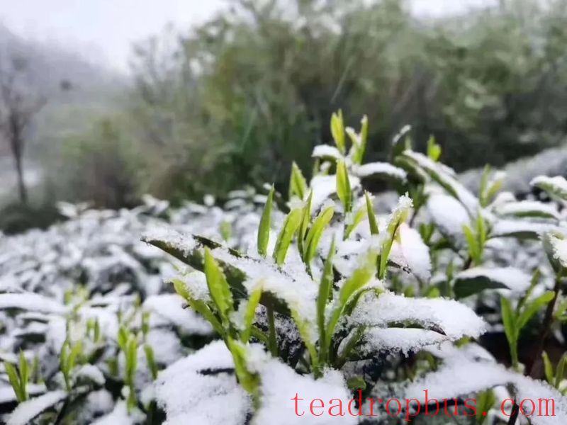 Technical Measures for Tea Gardens in Anhui Province to Cope with Low Temperatures, Snow, and Freezing Weather-1