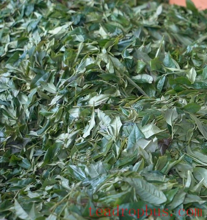 Jingdong County Plays the 'Eco-Card' in Tea Industry to Pave a Path for Farmers' Income Growth and Prosperity-10
