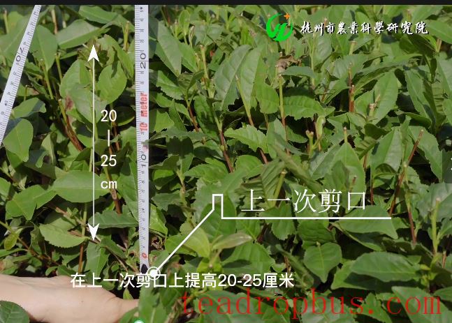 Hangzhou Tea Matters: Summer Pruning of Tea Shoot Tips-2