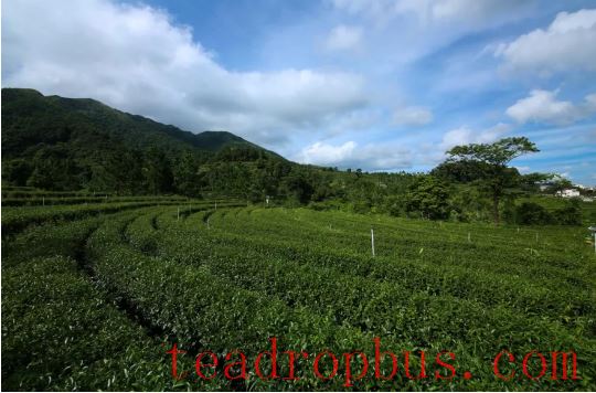 Eco-Farming Yields Rich Tea Aroma! Savor the Scents, Encounter the “ShenZhen Quality” Tea on High Mountains-1