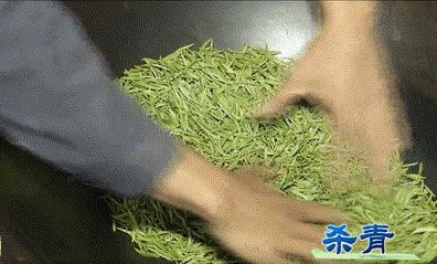 Wuyuan Green Tea Production Skills-4