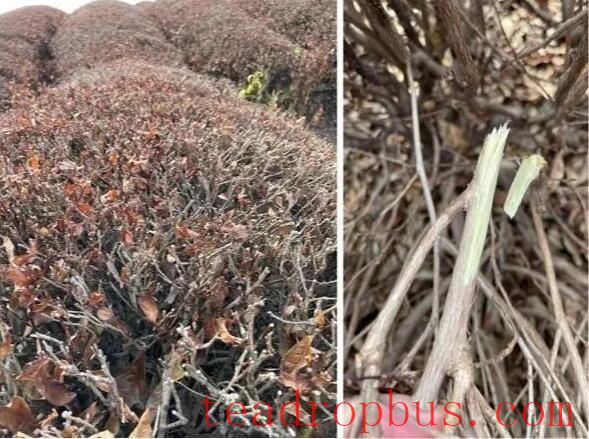 Scientific Fertilization Guidance for Tea Trees in the Autumn and Winter of 2025-6