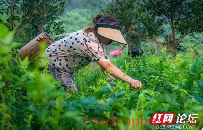 Observing the Making of Xiangxi Baicha: Do All Tea Frying Masters Have a Pair of 