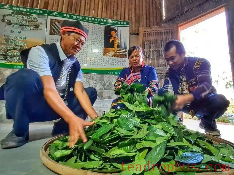 The Processing and Production of Hani Tea-3