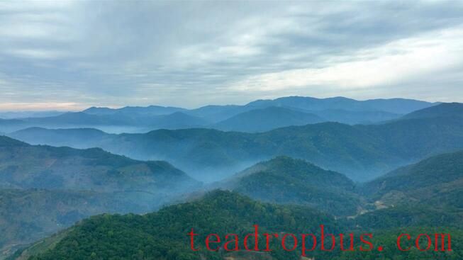 Sweet Mountain Ridges and the Fragrant Jingmai — World Heritage: The Ancient Tea Forest Cultural Landscape of Pu'er Jingmai Mountain-5