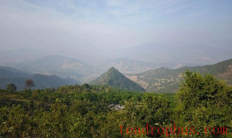 Mawan Town: The Ancient Tea Garden Area of Wenling Helps Increase Farmers' Income-6
