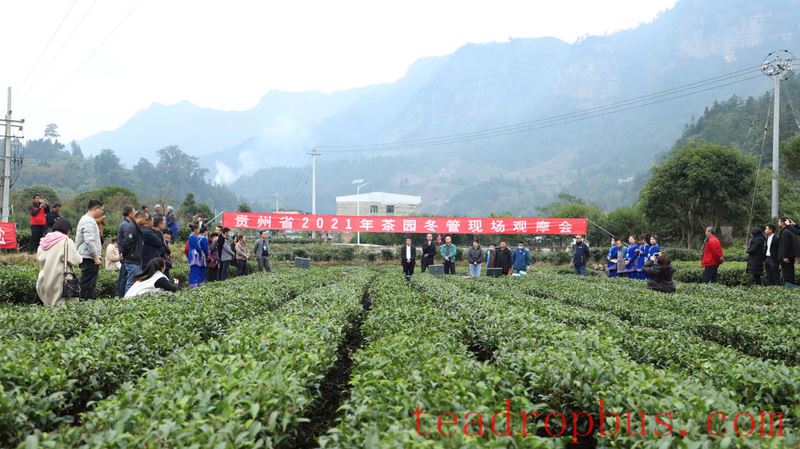 Winter Management Field Observation Meeting for 2025 Tea Gardens Held in Sandu-2
