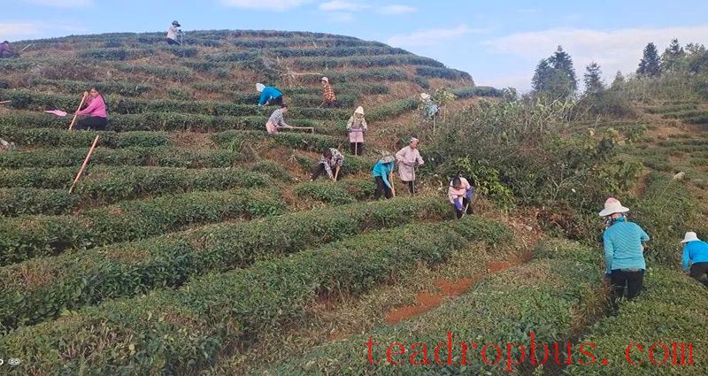 Winter Management Highlights: Tea Gardens Engaged in Autumn-Winter Management Training-12