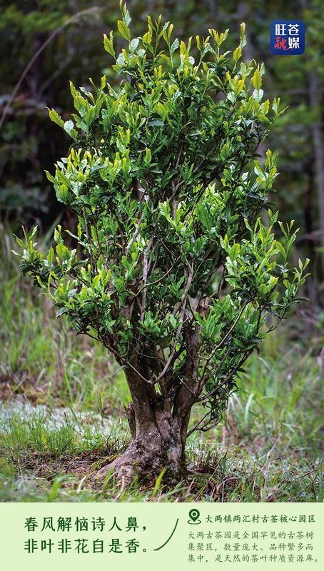 Encounter: Ancient Tea Trees in Wangcang-1