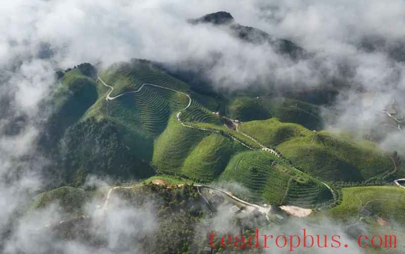 Danzhai: Beautiful Tea Gardens in Early Summer-1