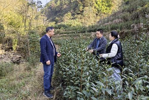 Chongqing's Agricultural Technology Station Tea Experts Provide Winter and Autumn Tea Garden Management Guidance in Wanzhou-1