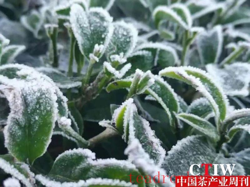 Tengchong Extreme Border Highland Tea Garden: Morning Frost and Verdant Beauty on the Ultimate Frontier-2