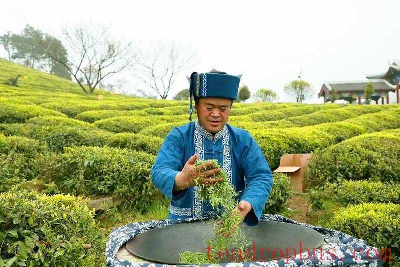 Duyun: Seizing the Core, Protecting and Inheriting the Skills for Producing Duyun Maojian Tea-4